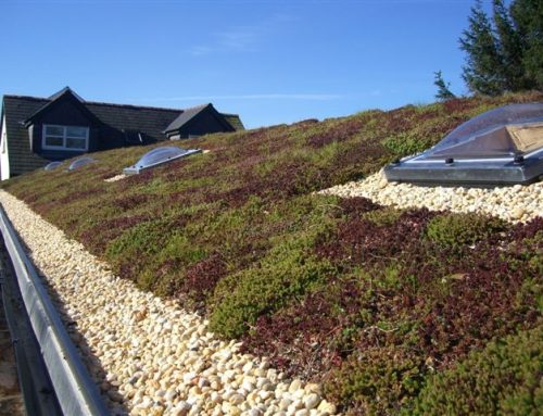 Have You Ever Thought About Green Roofing?